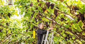 Cây nho lớn lâu đời nhất thế giới bên trong Cung điện Hampton Court