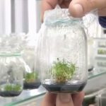 Kem chống nắng làm từ cây chịu được mùa hè Nam cực