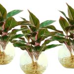 Kỹ thuật trồng cây phú quý mang tài lộc giàu sang cho gia chủ