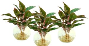 Kỹ thuật trồng cây phú quý mang tài lộc giàu sang cho gia chủ