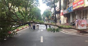 Tại sao cây phượng lại dễ gãy, đổ và không nên trồng ở nơi tập trung đông người?