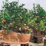 Quất cảnh Tết 2021: Trâu vàng cõng quất bonsai rộn ràng xuống phố