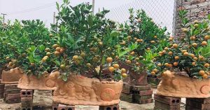 Quất cảnh Tết 2021: Trâu vàng cõng quất bonsai rộn ràng xuống phố