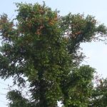 Khám phá bất ngờ về cây tầm gửi