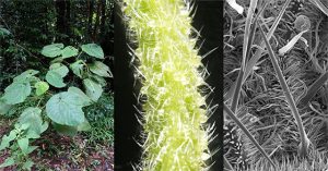 Loài cây gây ra những cơn đau dữ dội cho người chạm vào