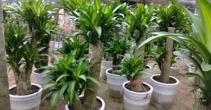 Phát hiện 3 loài cây giúp hấp thu khí độc trong nhà