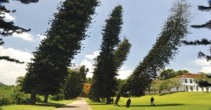 Bí ẩn loài cây luôn nghiêng về xích đạo dù trồng ở bán cầu nào, khoa học chưa thể lý giải