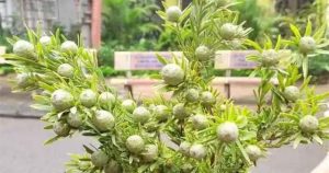 Thứ cành quả đẹp lạ mắt cắm chơi cả tháng, giá siêu tiết kiệm khiến người chơi hoa mê mẩn