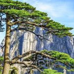 Cây thông nghìn năm tuổi nổi tiếng nhất Trung Quốc sắp chết vì “nhiều người yêu quý quá”