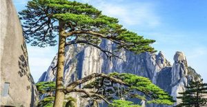 Cây thông nghìn năm tuổi nổi tiếng nhất Trung Quốc sắp chết vì “nhiều người yêu quý quá”