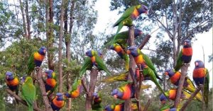 Chiêm ngưỡng cây thông Noel đặc biệt chỉ có ở Australia