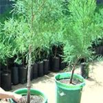 Đắk Lắk phát triển cây thủy tùng từ giống ghép