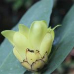 Phát triển 3 loài thực vật quý tại khu bảo tồn thiên nhiên Pù Luông