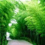 Những bí mật nhỏ của tre