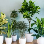 Bạn có biết cây trồng trong nhà di chuyển như thế nào trong một ngày không?
