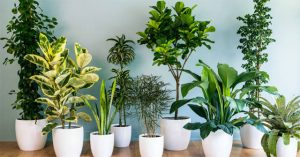 Bạn có biết cây trồng trong nhà di chuyển như thế nào trong một ngày không?