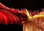 Cây ăn thịt người có hình dạng giống người ngoài hành tinh
