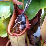 Khám phá những điều kỳ thú về loài cây nắp ấm “ăn thịt”
