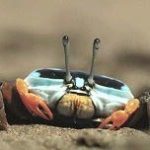 Cáy đổi màu vỏ để phòng thân