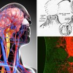 Cấy ghép đầu – cuộc chinh phục của các nhà giải phẫu tiên phong