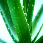 Nhân giống cây lô hội bằng nuôi cấy mô tế bào