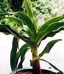 Chữa bong gân bằng thuốc nam