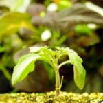Loài cây leo biết “đánh hơi”