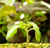 Loài cây leo biết “đánh hơi”