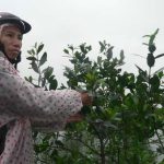 Cây bần chua giảm thiên tai, giúp dân tăng thu nhập