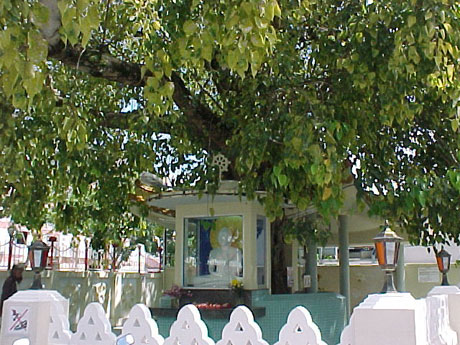 Cây Bồ Đề