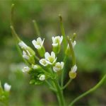 Lần đầu tiên giải mã gene cây thân gỗ
