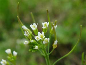 Lần đầu tiên giải mã gene cây thân gỗ