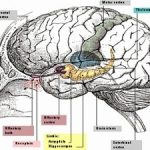 Cấy ghép thần kinh giúp tăng cường chức năng não