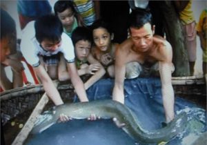 Bắt được chạch “khủng” ở Hà Tĩnh