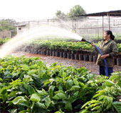 Thực nghiệm mô hình cải tạo cây cà phê chè catimor