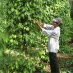 Sử dụng chế phẩm sinh học trong canh tác hồ tiêu