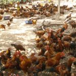 Kỹ thuật nuôi gà ta thả vườn đạt hiệu quả cao