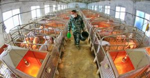 Quy trình tạo thức ăn chăn nuôi trong 22 giây của Trung Quốc