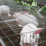 Một số điểm cần lưu ý trong chăn nuôi thỏ