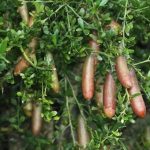 Chanh ngón tay – Loại chanh giống trứng cá hồi đắt nhất thế giới