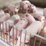 Ứng dụng công nghệ đệm lót sinh thái trong chăn nuôi