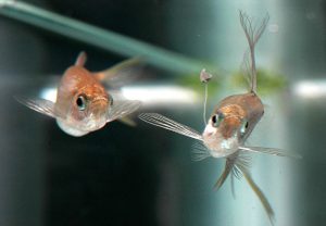 Ảnh động vật tuần qua: Cá đực nhử mồi lừa cá cái