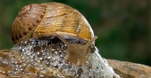 Khám phá hiệu quả của chất nhầy ốc sên trong chăm sóc da