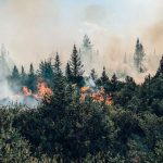 Cháy rừng Canada thải ra hơn 1 tỷ tấn CO2