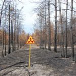 Chernobyl: Rừng cây kỳ lạ 30 năm không phân hủy