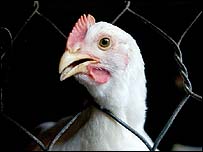 Thành tố chết người trong H5N1