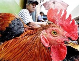 Indonesia lại có thêm nạn nhân cúm gia cầm