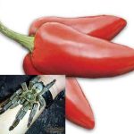 Nhện và ớt cũng có điểm chung