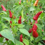 Nghiên cứu gene để lai tạo giống ớt có vị cay hơn