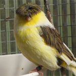 Gloster Canary: Loài chim kỳ lạ sở hữu “quả đầu moi” cực chất